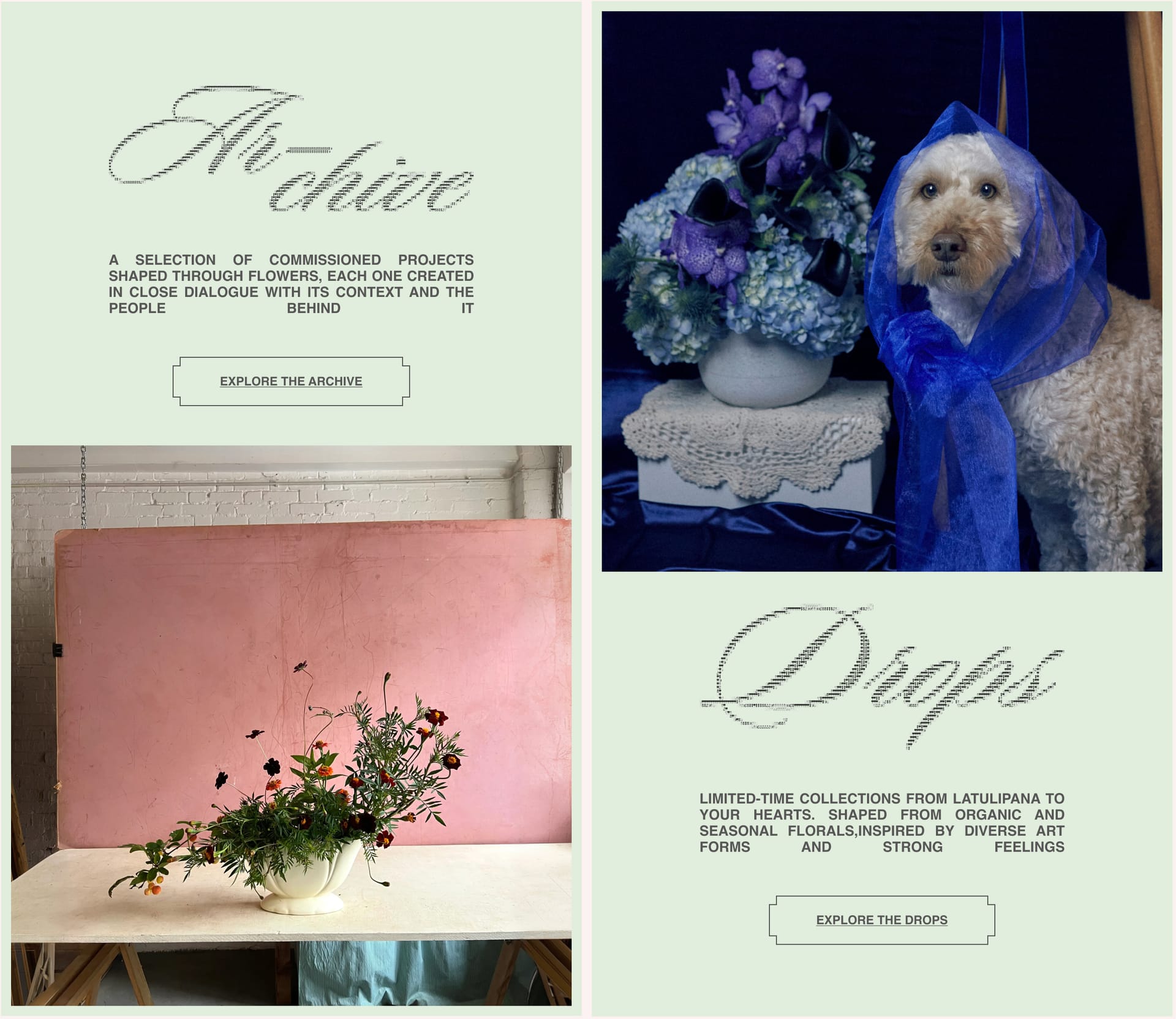 La Tulipana web — archive y drops